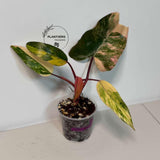 pink philodendron
Live Indoor Plants
Rare Philodendron