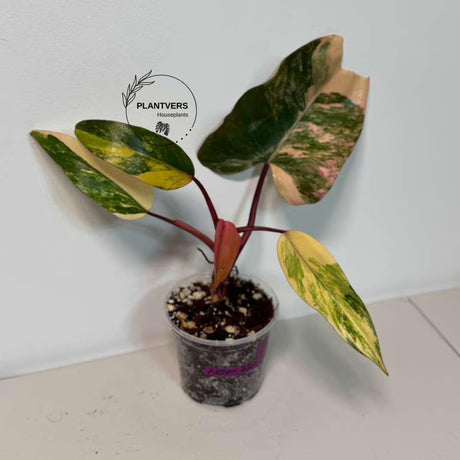pink philodendron
Live Indoor Plants
Rare Philodendron
