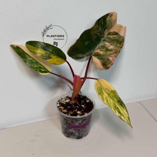 pink philodendron
Live Indoor Plants
Rare Philodendron