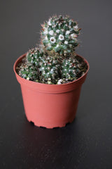 Mini Mammillaria Winterae in a  3" Nursery Pot - Woolly Nipple Cactus - Low Maintenance Indoor Plant - Small Succulent for Sale