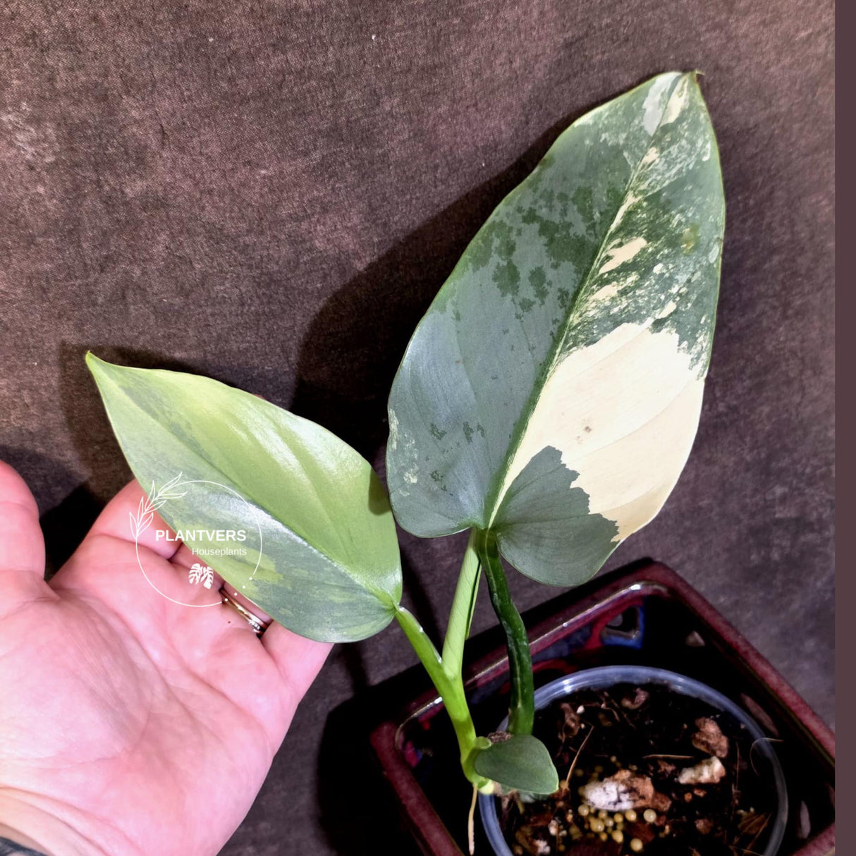 Philodendron Silver Sword Variegated - Rare Exact Plant - (June-21-68)