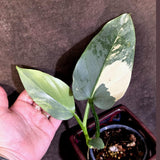 Philodendron Silver Sword Variegated - Rare Exact Plant - (June-21-68)