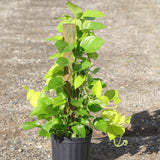 Golden Pothos & Neon Pothos Mix Totem in 10 “ Pot