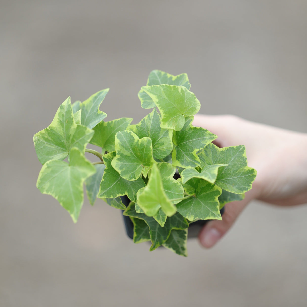 Ivy Gold Child in a 3" Pot - Herdera Helix