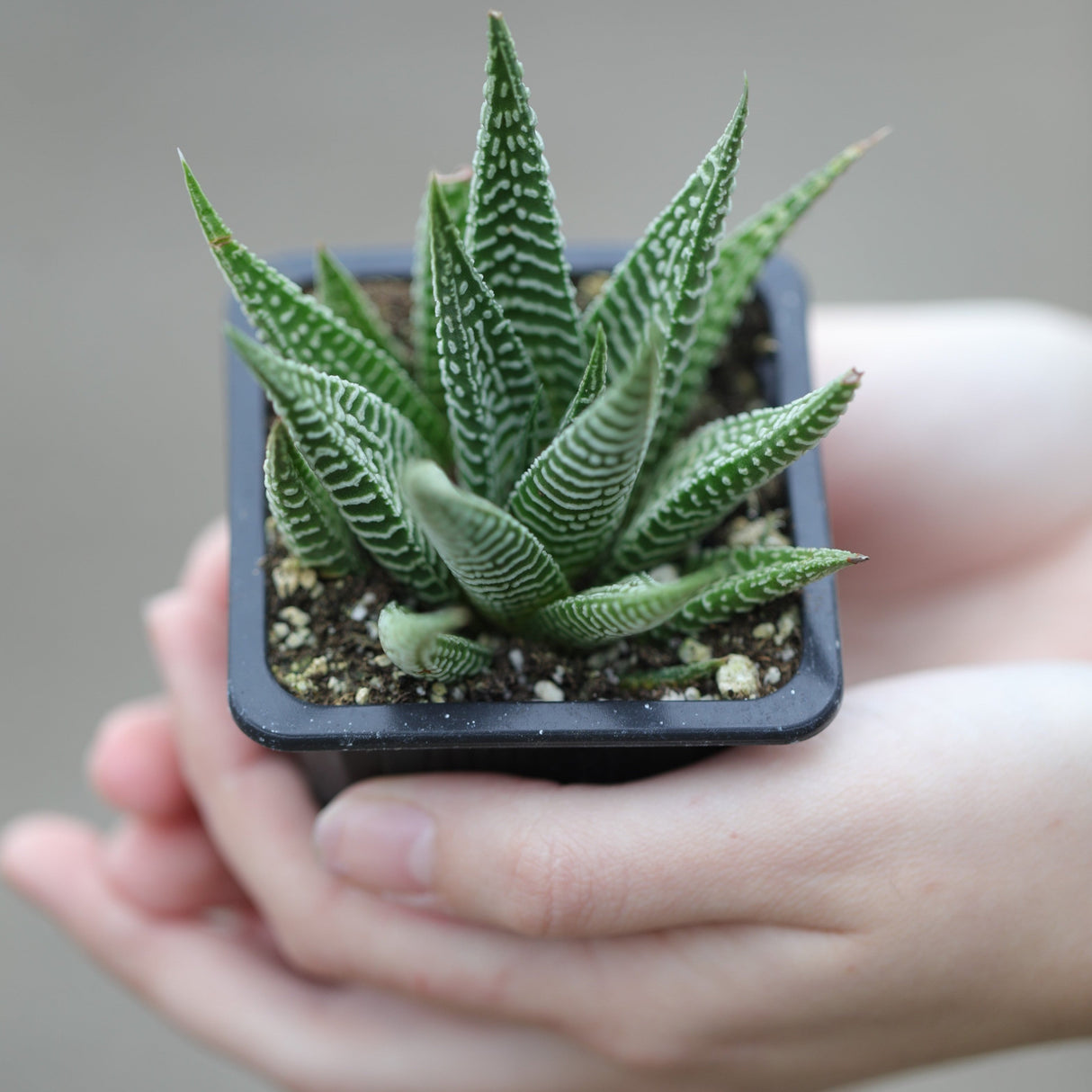 Haworthia Limifolia in a 3" Pot- Succulent Plant