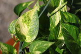 Golden Pothos in a 8" Hanging Basket - Epipremnum Aureum