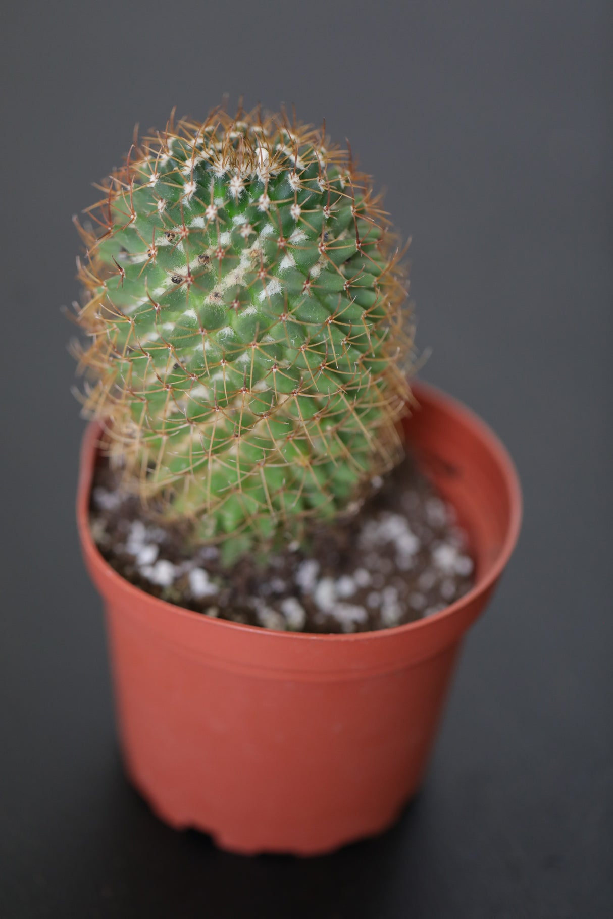 Pin Cushion Cactus In 3" Nursery Pot - Spiny Pincushion Cactus - Indoor Succulents Plants - Echinocactus Grusonii cactus - live Small Cactus Plants