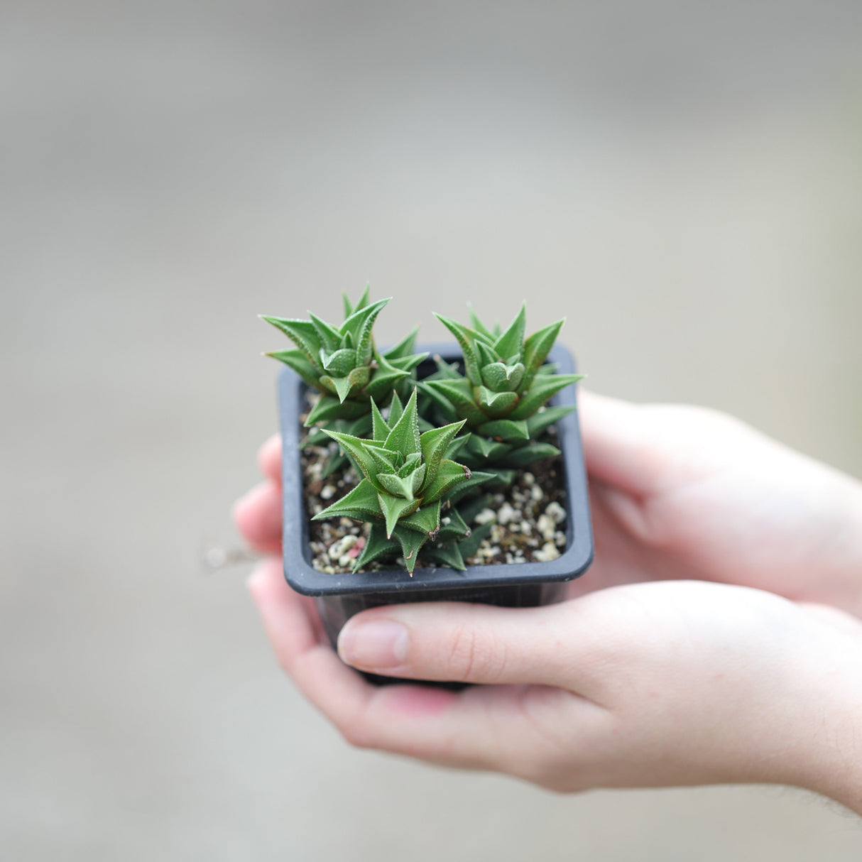 Haworthia Mirror Cactus in a 3" Nursery Pot