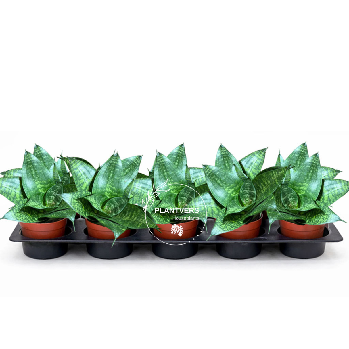 4” Sansevieria Forest Star ( Wholesale Indoor Plant Case of 10 Pots)