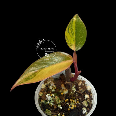 Live Indoor Plants
Strawberry Shake
pink indoor plant