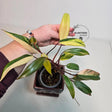 rare houseplant
rare collector plant
Live Indoor Plants