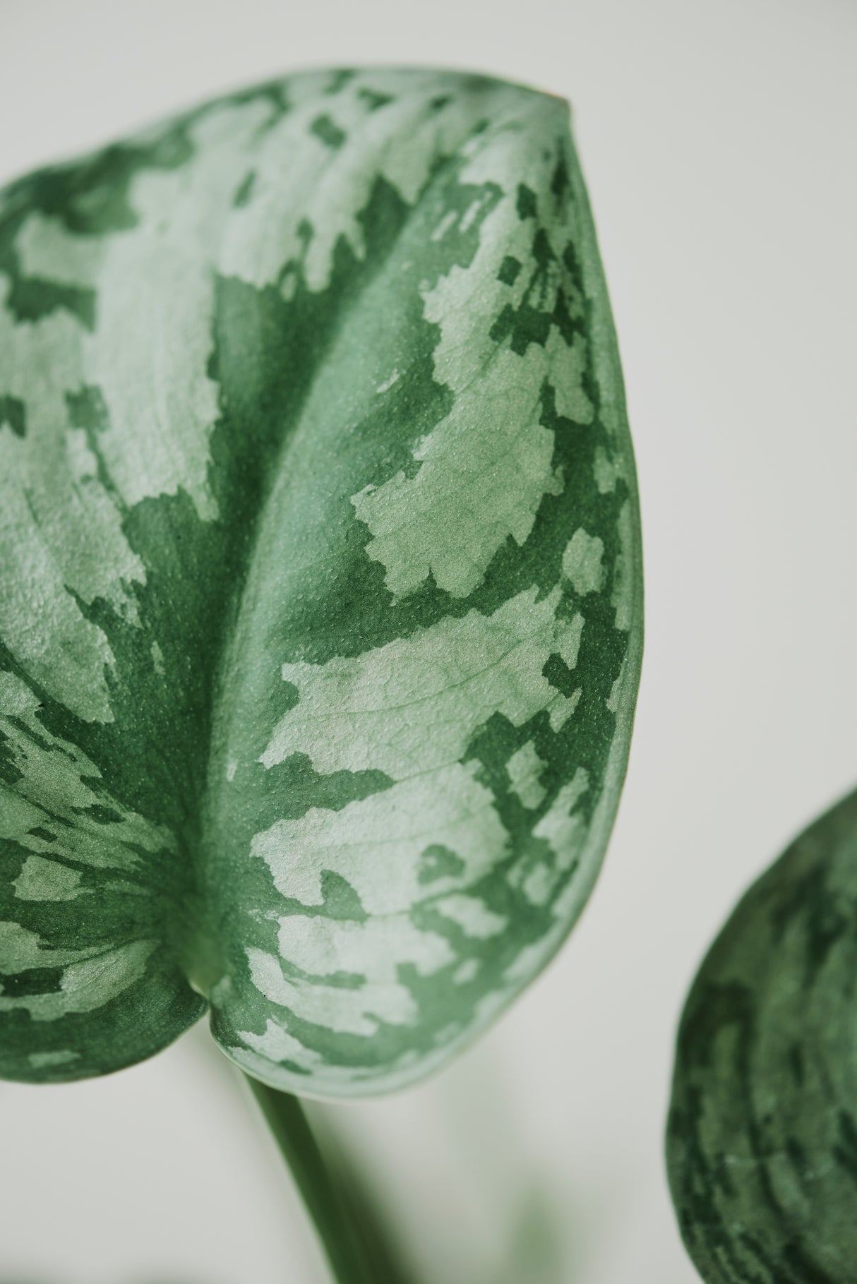 Scindapsus Silver Exotica Plant in 5" Vining Pot - Silver Satin Pothos