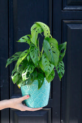 Swiss Cheese Plant in a 3" Nursery Pot - Monstera Adansonii