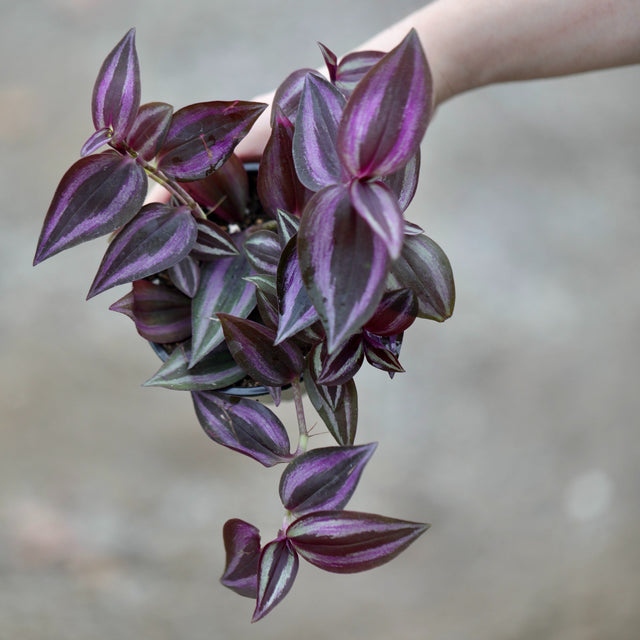 purple indoor plant pots Purple Wandering Jew in 3” Nursery Pot - Purple Tradescantia Plant