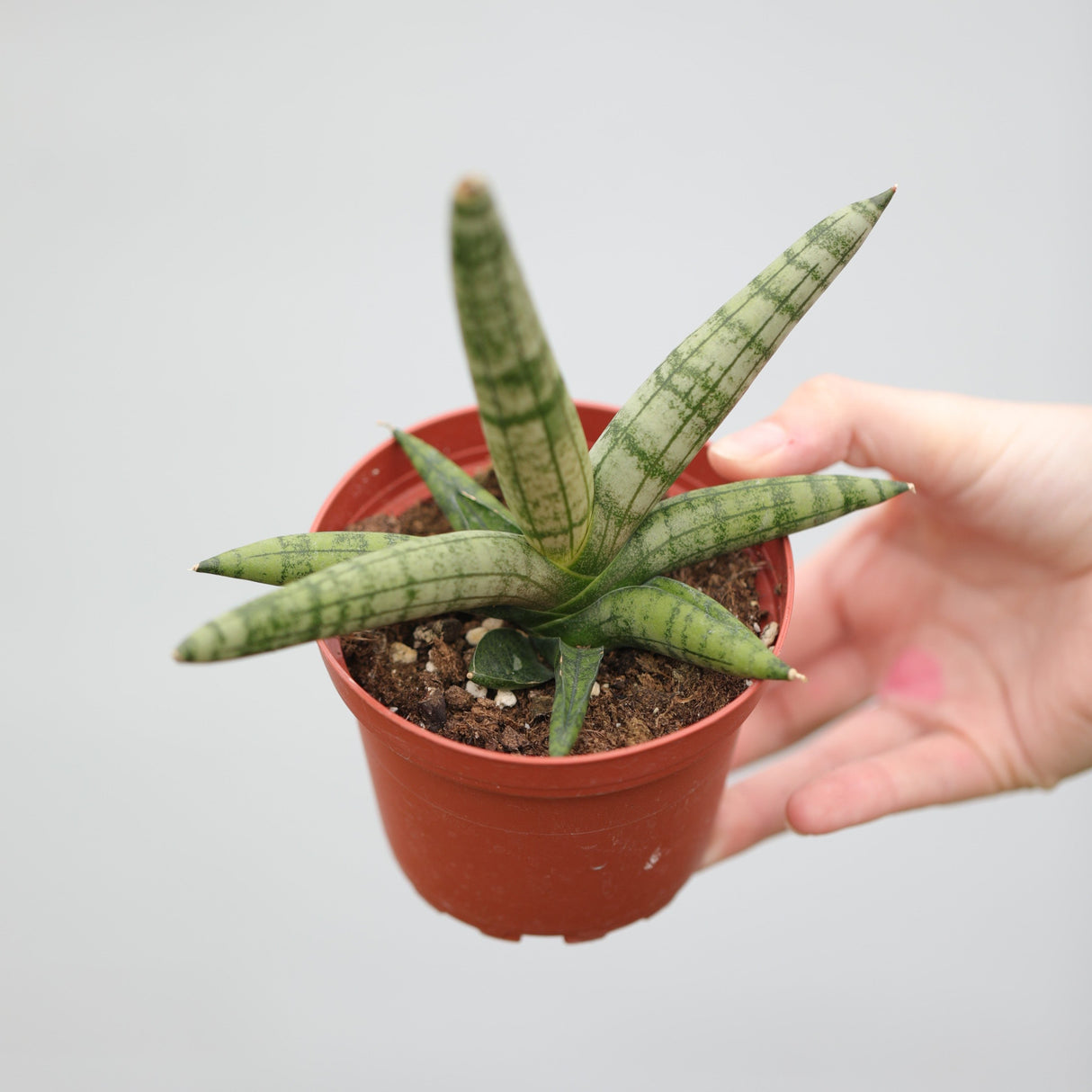 Sansevieria Cylindrica Boncel in 3" Nursery Pot - Starfish Snake Plant