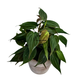 4" Philodendron Micans Velvet (Wholesale Indoor Plant Case of 10 Pots)