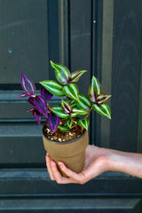 Mix Wandering Jew Cuttings - Purple and silver variations