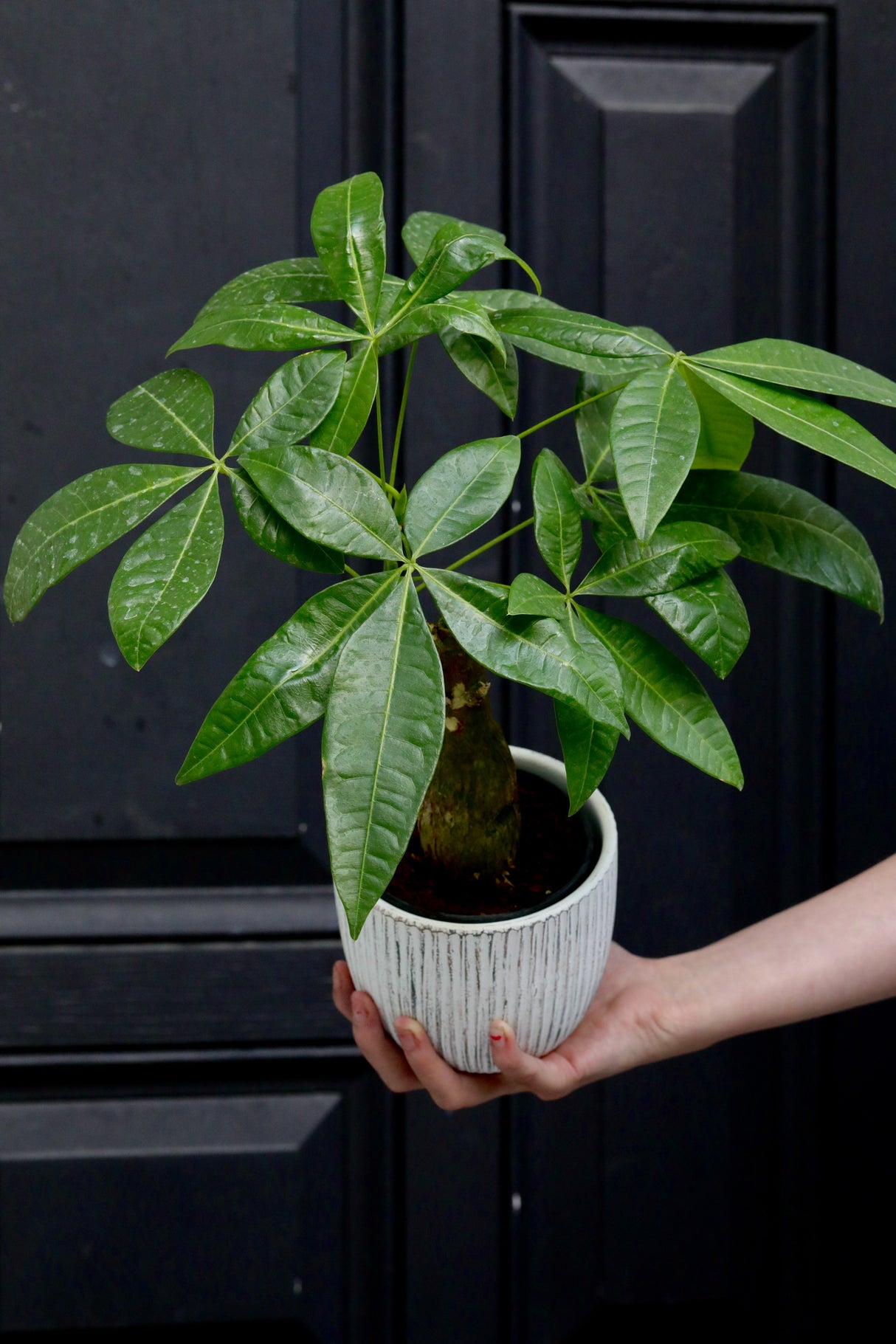 Real Money Tree Plant in a 3" Nursery Pot - Good Luck Tree