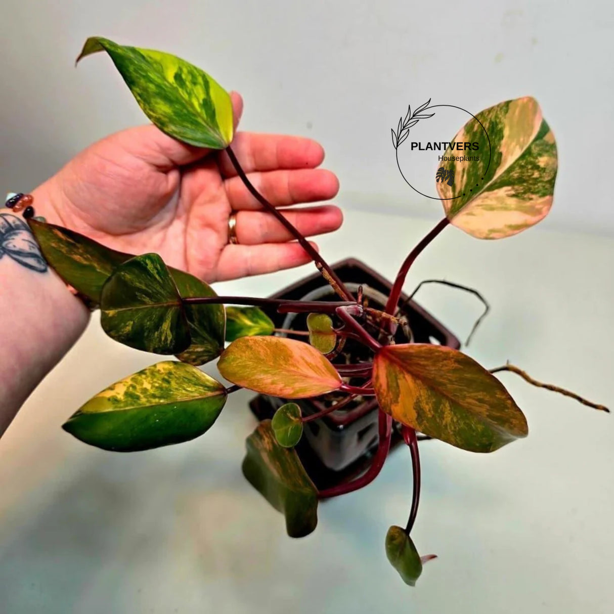 Live Indoor Plants
pink philodendron
Tropical Houseplant