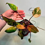 Live Indoor Plants
pink philodendron
Tropical Houseplant