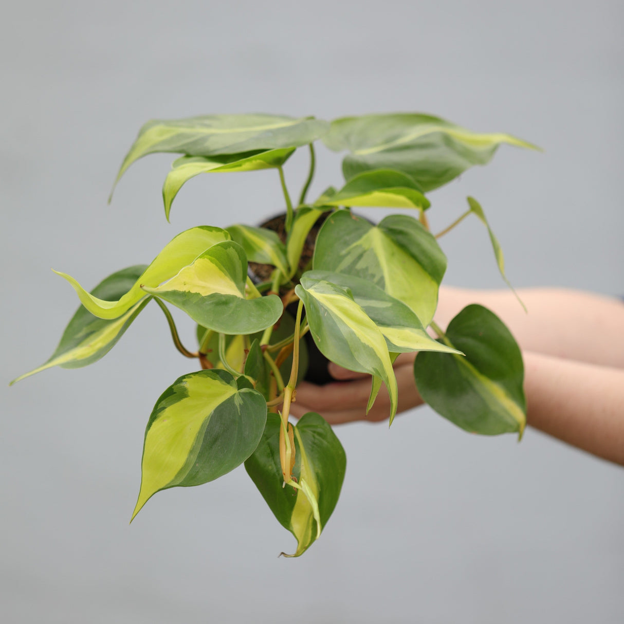 Philodendron Brazil in a 4" Nursery Pot - Variegated Pothos Plant