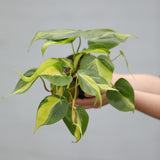 Philodendron Brazil in a 4" Nursery Pot - Variegated Pothos Plant