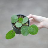 Chinese Money Plant 3 inch - Pilea Peperomiodies Lucky Indoor Plant