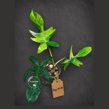 Variegated Philodendron Florida Beauty Live Plant - Rare Philodendron EXACT Plant
