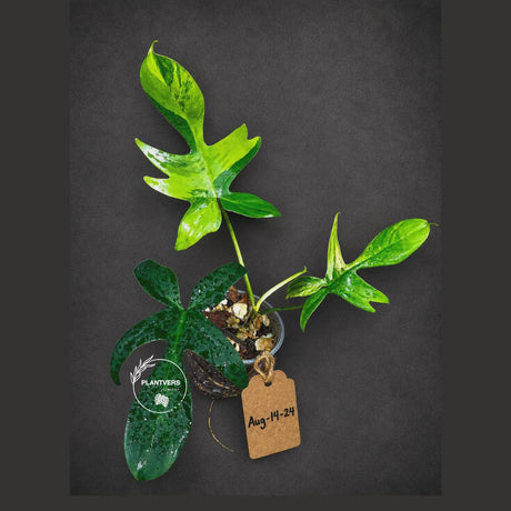Variegated Philodendron Florida Beauty Live Plant - Rare Philodendron EXACT Plant