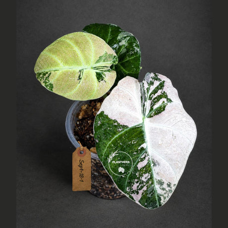 Alocasia Reginula Black Velvet Pink Variegated - Rare Pink Variegated Jewel Alocasia - Collector Houseplant - US Seller