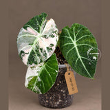 Alocasia Reginula Black Velvet Pink Variegated - Rare Pink Variegated Jewel Alocasia - Collector Houseplant - US Seller
