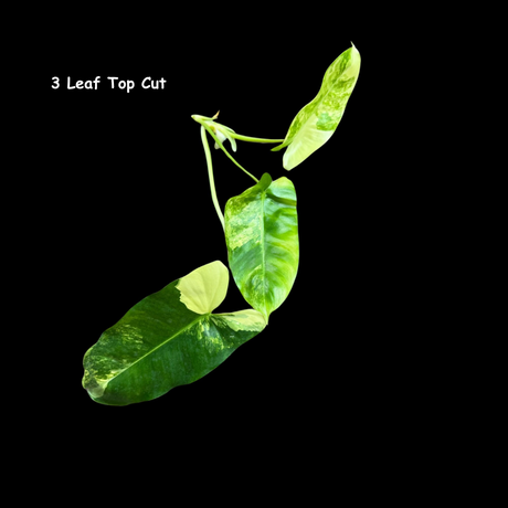 Variegated Burle Marx Philodendron Cuttings- Indoor & Outdoor Live Tropical House plant - US Seller