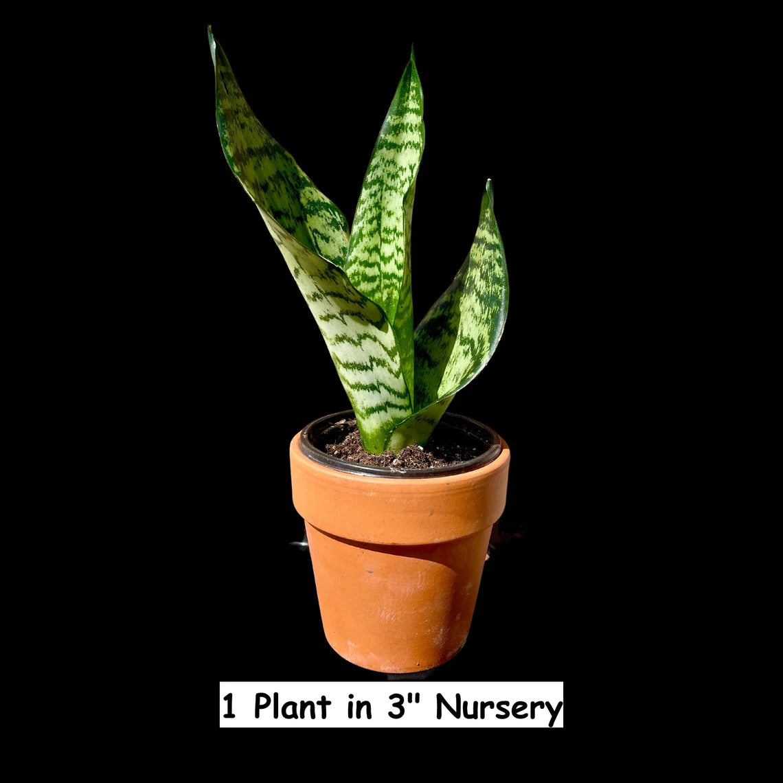 Zeylanica Snake Plant - Sanseveria - 2 Plants