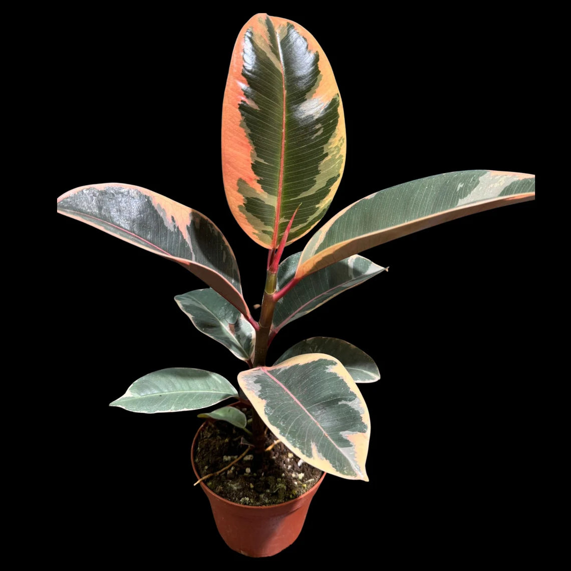 Variegated Ficus Elastica Tineke Rubber Plant - Mature Rubber Tree - Variegated Tropical Easy Care Plant - Gift Houseplant