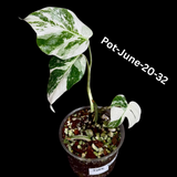 Monstera Albo - Rare Variegated Monstera Borsigiana Albo - Rare Collector Plant - White Monstera Albo Cuts - EXACT Cut or Plant - USA seller