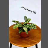 Live Calathea Lancifolia in a Nursery Pot - Air purifier Indoor plant - Low Light Houseplant