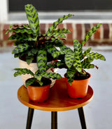 Live Calathea Lancifolia in a Nursery Pot - Air purifier Indoor plant - Low Light Houseplant