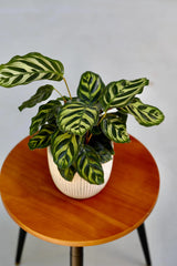 Live Calathea Makoyana in a Nursery Pot - Peacock Calathea - Air Purifier Houseplant