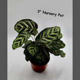 Live Calathea Makoyana in a Nursery Pot - Peacock Calathea - Air Purifier Houseplant