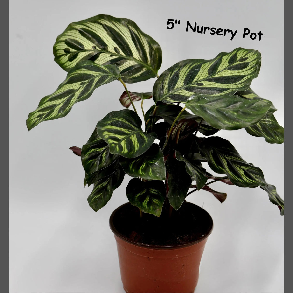 Live Calathea Makoyana in a Nursery Pot - Peacock Calathea - Air Purifier Houseplant