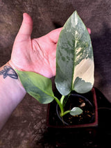 Philodendron Silver Sword Variegated - Rare Exact Plant - (June-21-68)