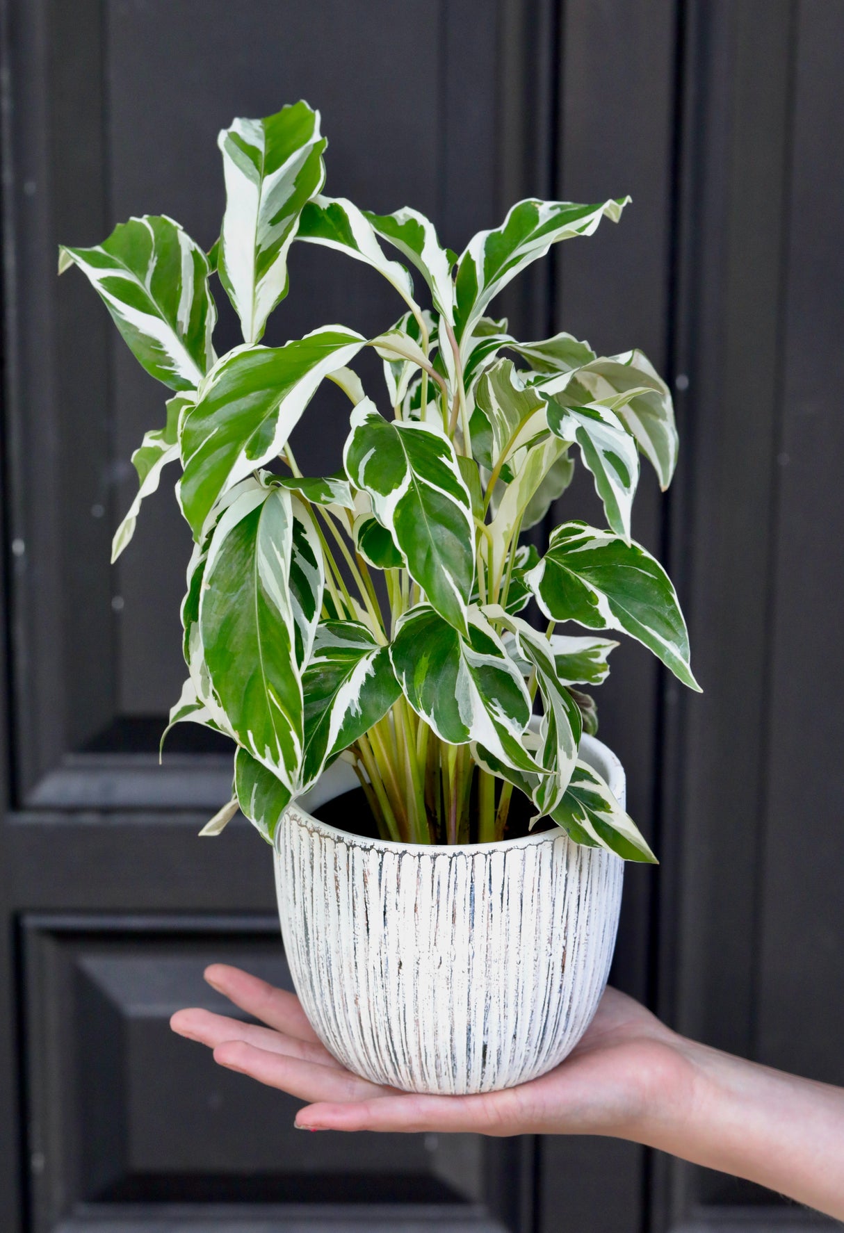 Calathea Fusion White in a 3" Nursery Pot