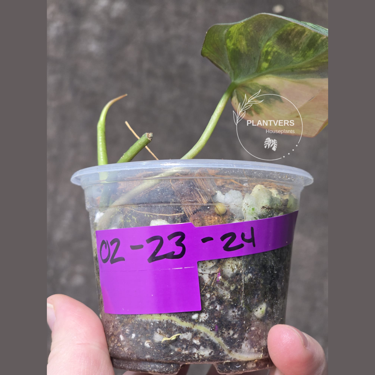 Variegated Philodendron Mican Aurea in a Nursery Pot - Rare Collector Plant - EXACT Plant - US SELLER