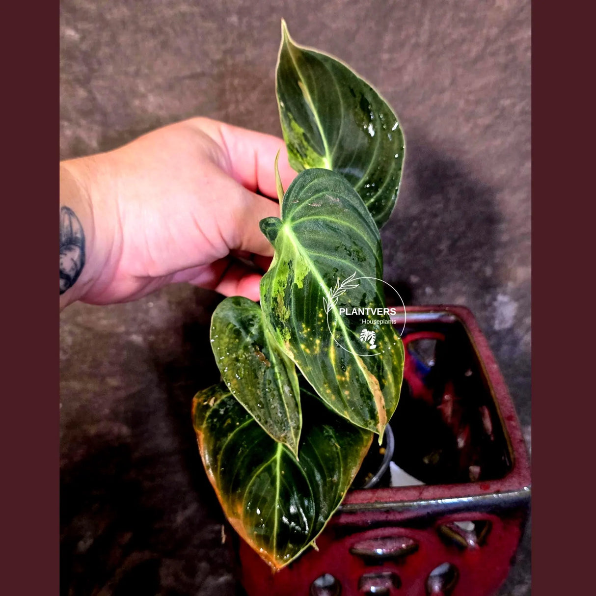 Philodendron Melanochrysum Variegated - Rare Tropical (June-25-23)