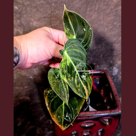 Philodendron Melanochrysum Variegated - Rare Tropical (June-25-23)
