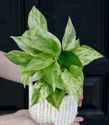 Marble Queen Pothos Plant in a 3" Nursery Pot- Indoor Vining Houseplants - Marble Pothos