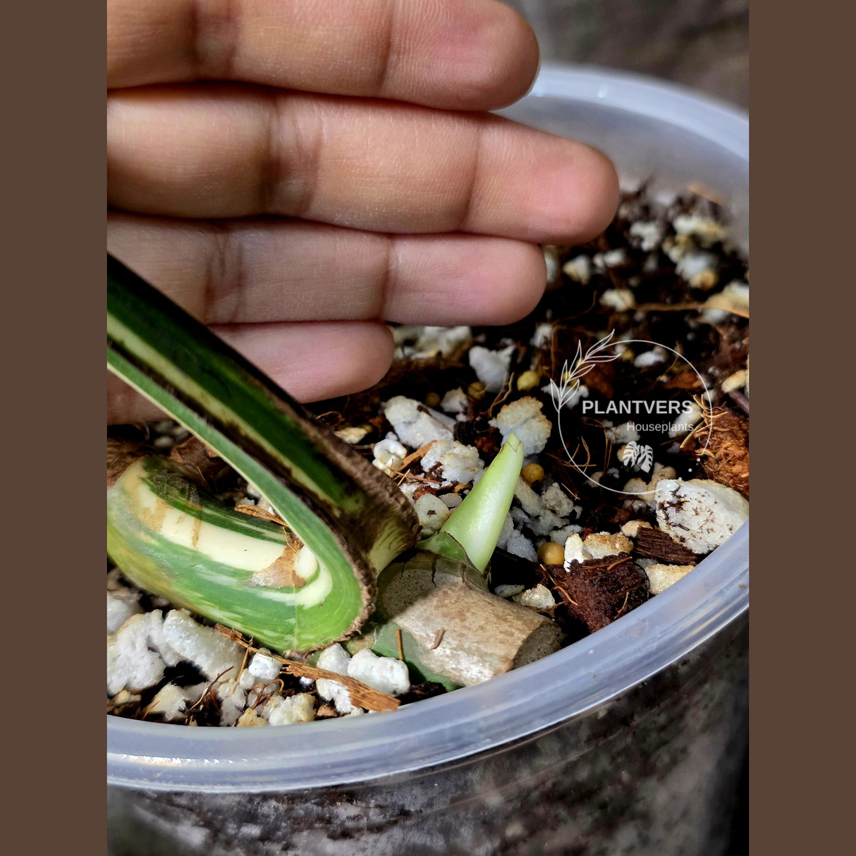 Rare Variegated Monstera Albo - White Albo Borsigiana Single Leaf Plant - EXACT Plant - US Seller