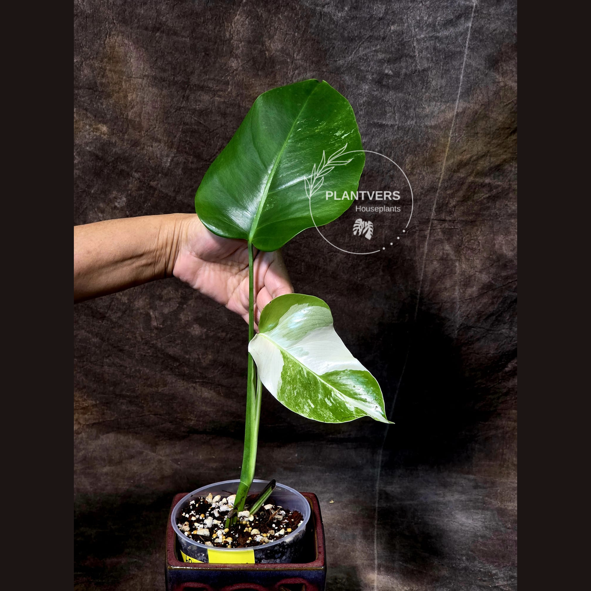 variegated monstera albo