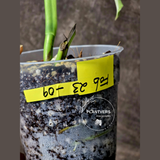 Variegated Monstera Albo EXACT Plant - Rare White Albo Baby Leaf EXACT Plant - US Seller