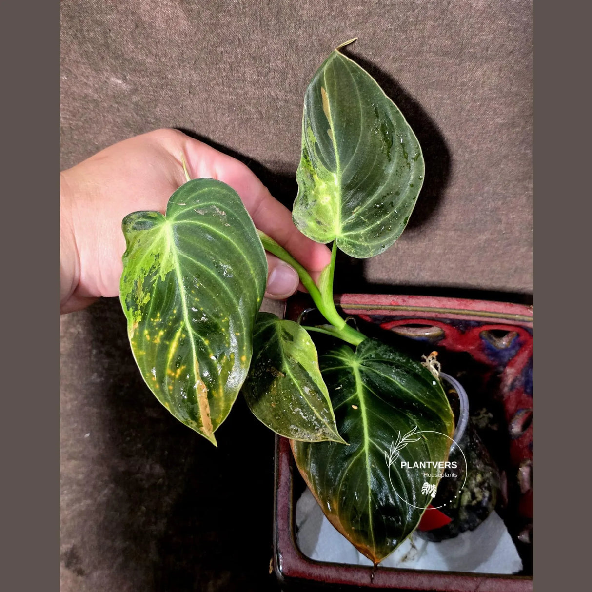 Philodendron Melanochrysum Variegated - Rare Tropical (June-25-23)